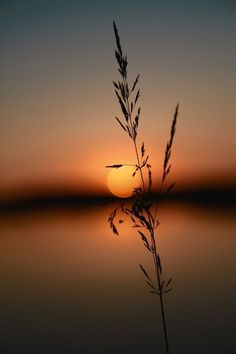 the sun is setting over water and some plants are in front of it with its reflection