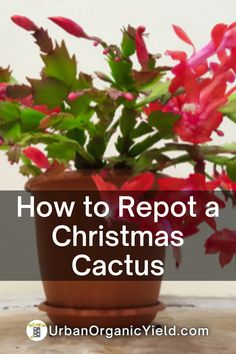 a potted plant sitting on top of a table with the words how to reppot a christmas cactus