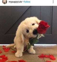 a white puppy holding a red rose in its mouth