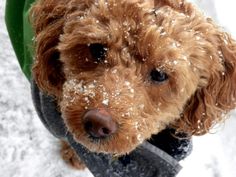 a brown dog standing in the snow wearing a coat