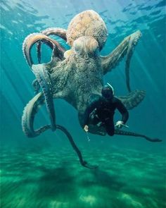 an octopus being held in the water by a diver