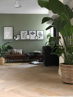 a living room filled with lots of plants and pictures hanging on the wall above it