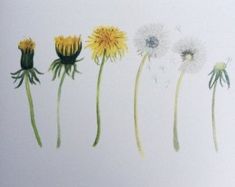 five dandelions are arranged in a row on a white background with watercolor pencils