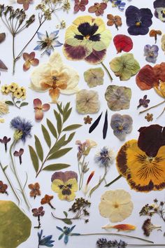 an assortment of pressed flowers on a white surface