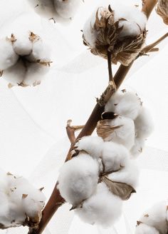 Cotton Plant, Cotton Flower, Plant Aesthetic, Clothing Online Shop, Wallpaper Images, Cruelty Free Makeup, Phone Wallpaper Images, Beauty Favorites, Fashion Story