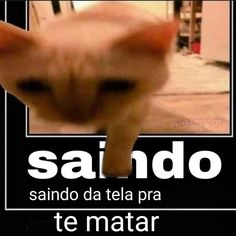 a cat is looking at the camera with captioning in spanish above it that says, saido da tela para colar seus