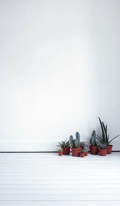 some plants are sitting on the floor in front of a white wall