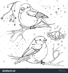 two birds sitting on a branch with berries