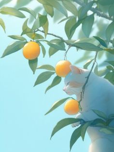 a white cat sitting on top of a tree filled with oranges