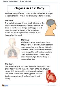 an organ worksheet with information about the organs in my body