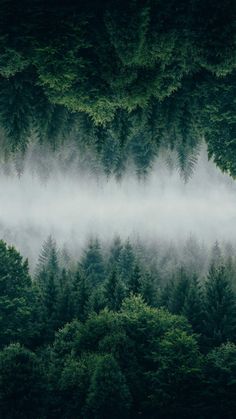 the forest is covered in fog and low lying clouds, as if it were from above