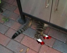 a cat laying on the ground with red high heels in it's paws and feet