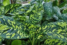 green and yellow leaves in a garden setting