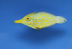 a yellow and white fish on a blue background