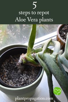 5 steps to repot Aloe Vera plants Aloe Vera Repotting, Plants Tips, Aloe Vera Plant, Aloe Plant, Gerbera Daisy, Replant