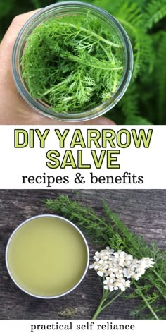 Yarrow Salve, Herbal Salve Recipes, Herbal Medicine Recipes, Home Apothecary, Salve Recipes, Herbal Remedies Recipes, Medicinal Herbs Garden, Herbal Salves, Medical Herbs