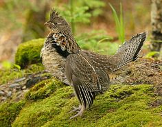 a bird standing on top of a moss covered ground