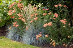 some very pretty flowers and plants in the grass