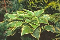 a large green plant in the middle of a garden