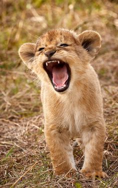 a young lion cub yawns while walking through the grass with its mouth open