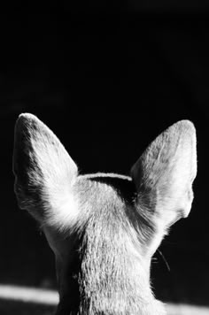 the back end of a deer's head in black and white