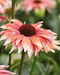 pink and white flowers with green leaves in the background