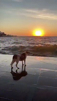 a dog standing on top of a sandy beach next to the ocean at sunset or dawn