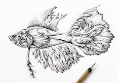 a pencil drawing of a fish with wings