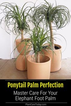 three potted plants with text that reads, ponytail palm perfectionion master care for your elephant foot palm