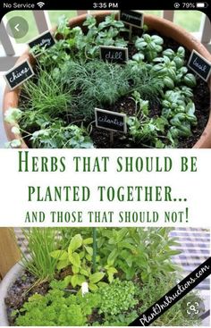 a potted plant with herbs in it and the words herbs that should be planted together and those that should not