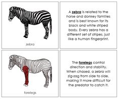 Parts of a Zebra Nomenclature Book (red) - Montessori Print Shop Safari Crafts, Zebra Head, Card Format, Books For Children, Card Book, Montessori Materials, Animal Facts, Animal Cards