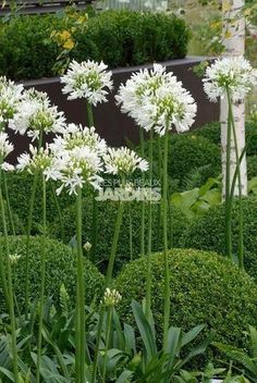 some white flowers and bushes in a garden