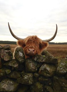 an animal with long horns standing behind a pile of rocks