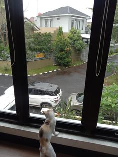 a cat sitting on the window sill looking out at a car parked in front of it