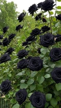 black roses are growing on the side of a fence