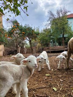 a herd of sheep standing next to each other on a dirt ground covered with leaves