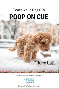 a small dog walking in the snow with text teach your dogs to poop on cue hurry up