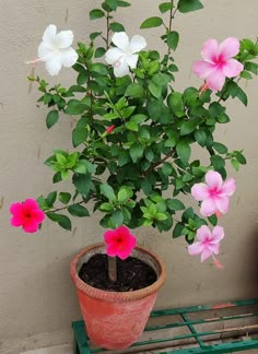 a potted plant with pink and white flowers sitting on a green shelf next to a wall