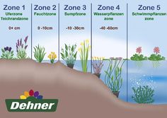 the different types of plants are shown in this graphic above water and landforms, along with zone zones