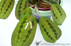 a potted plant with green leaves and white flowers