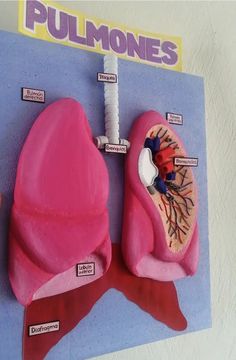 a diagram of the human lungs on a bulletin board with instructions to label it and what they are labeled