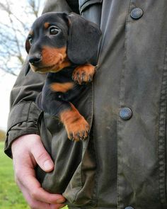 a man holding a small dog in his lap while wearing a jacket and standing on the grass