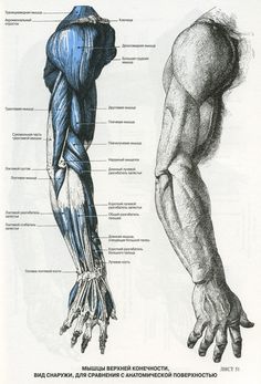 this is an image of the muscles and tendors in human body diagram with caption