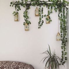 there is a plant hanging on the wall