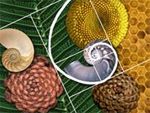 three different types of pine cones on a green background with honeycombs and an acorn