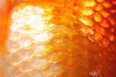 an orange and yellow fish skin is shown in this close up photo with the light shining on it