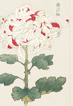 a drawing of a flower with leaves and flowers in the foreground, on a white background