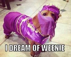 a small dog wearing a purple dress and headpiece on it's face while standing on the floor