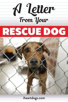 a dog behind a fence with the words, a letter from your rescue dog