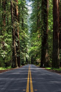 an empty road surrounded by tall trees in the middle of a forest with yellow lines